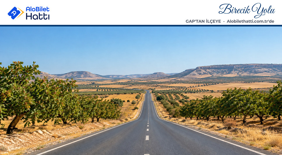 Fıstık bahçeleri arasından geçen düz bir kara yolu ve geniş ova