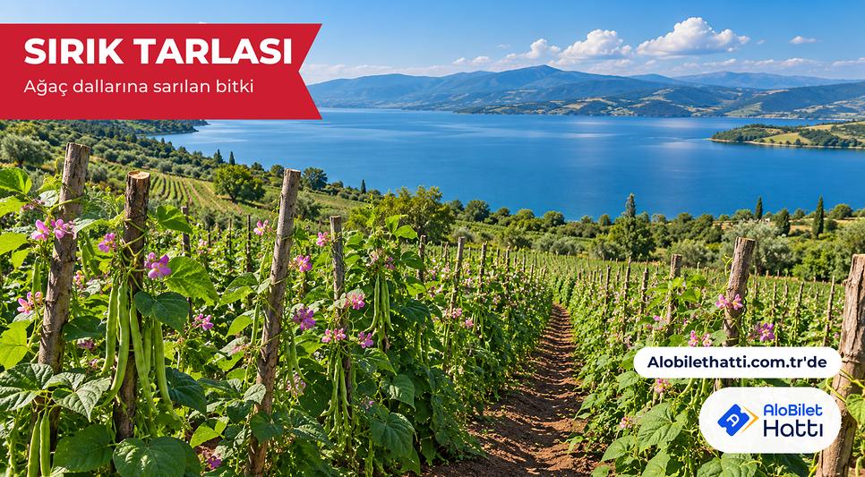 Göl kıyısındaki tarlada ağaç sırıklarına sarılan fasulye bitkileri