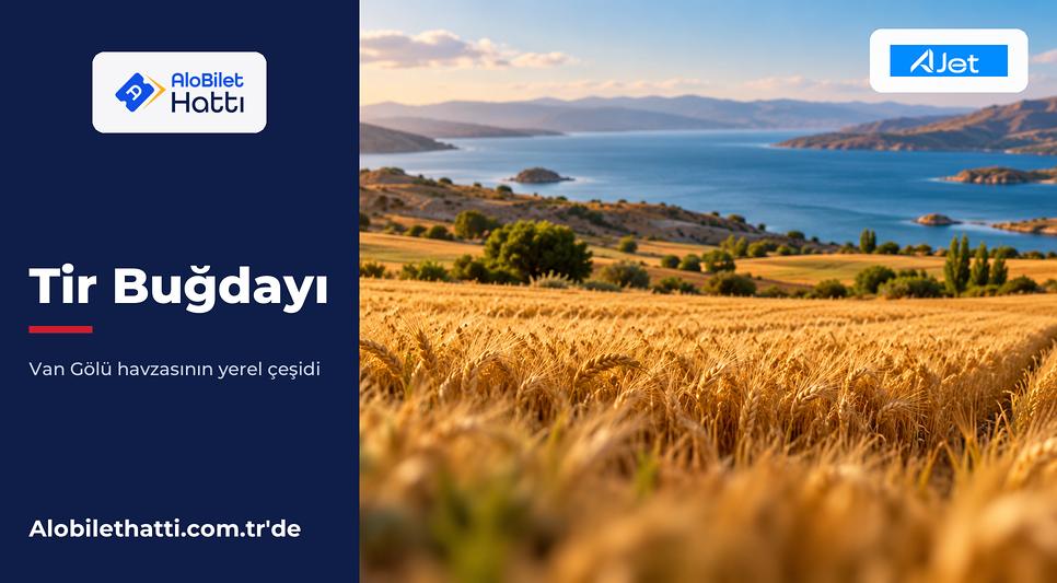 Göl havzasında rüzgârda dalgalanan olgun buğday tarlası