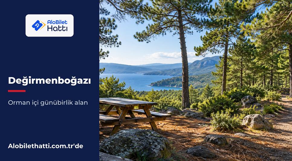 Çam ormanı içinde ahşap piknik masaları ve gölgeli bir patika