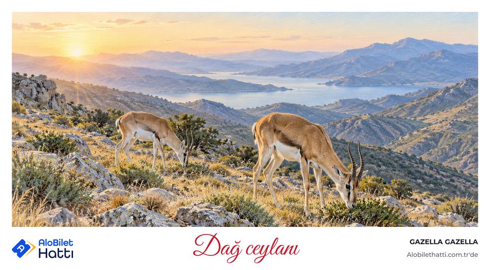 Taşlık bir yamaçta otlayan iki dağ ceylanı