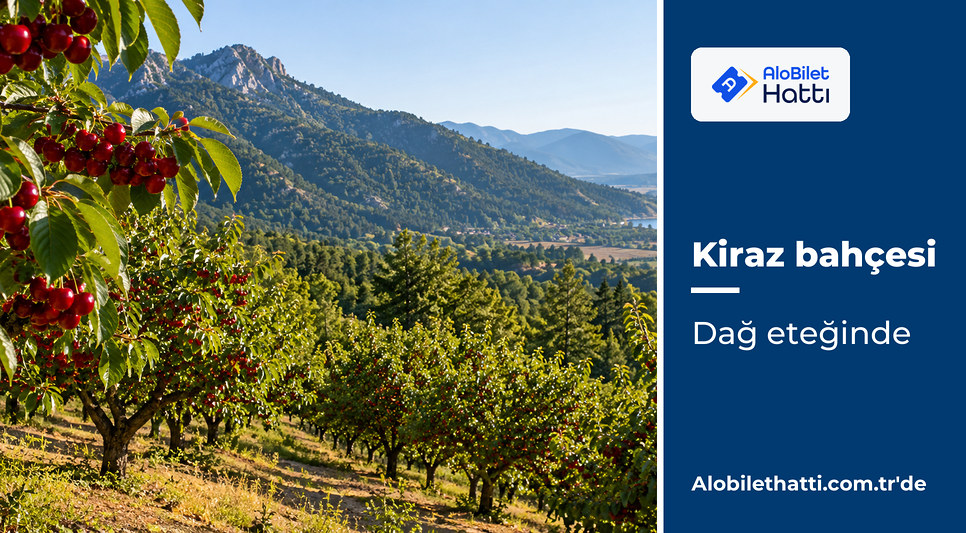 Dağ eteğinde eğimli arazide sıra sıra meyve dolu kiraz ağaçları