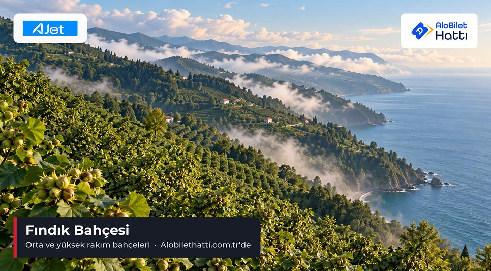 Karadeniz'e bakan dik yamaçlarda sık dikilmiş fındık ocakları